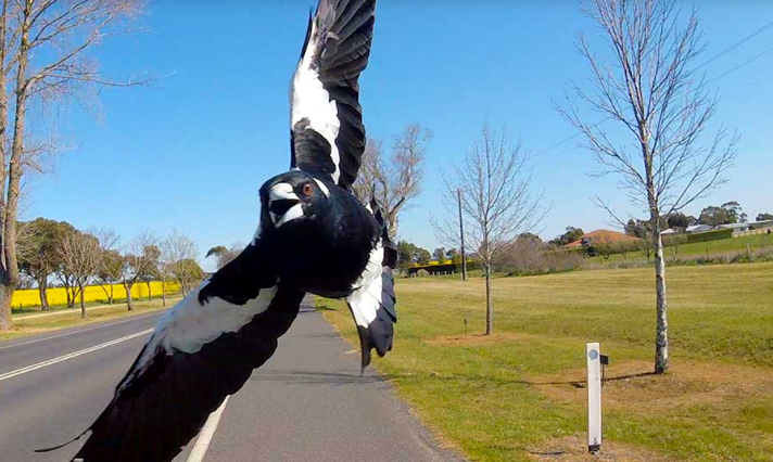 Look up and look out, it’s magpie swooping season