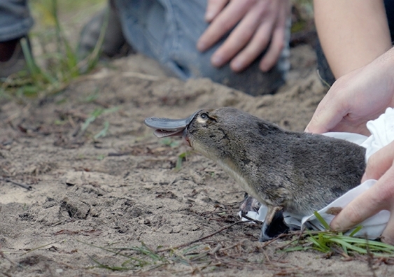 Conservation success: More platypuses returned to Royal National?Park