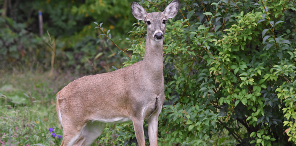 Illawarra residents urged to watch for deer hazards