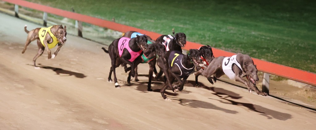 Dapto Dogs demise will leave Bulli as the Illawarra’s last remaining greyhound racing venue