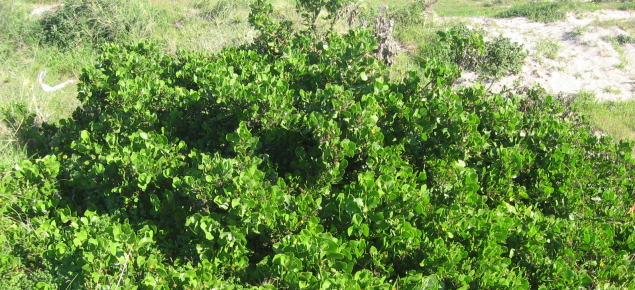 Aerial attack on dune&nbsp;weeds