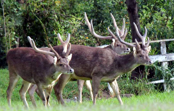 Reports of deer hunting at Stanwell&nbsp;Park