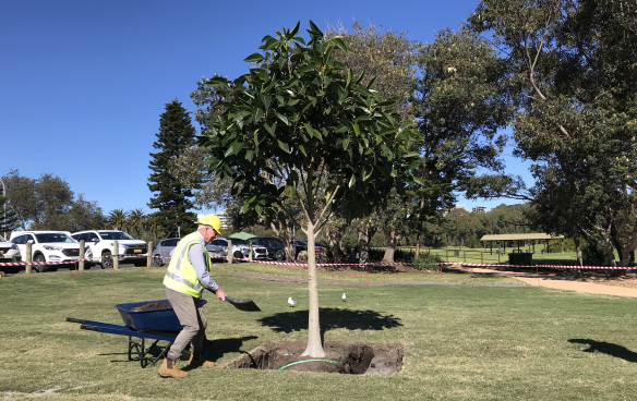 mayor bradbury stuart park tree
