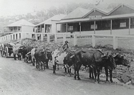 A bullocky and his team passing the Clifton Inn early last century