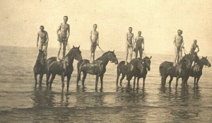 nude swimming horses