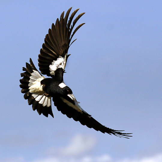 Swooping magpie leads to man’s death at&nbsp;Woonona