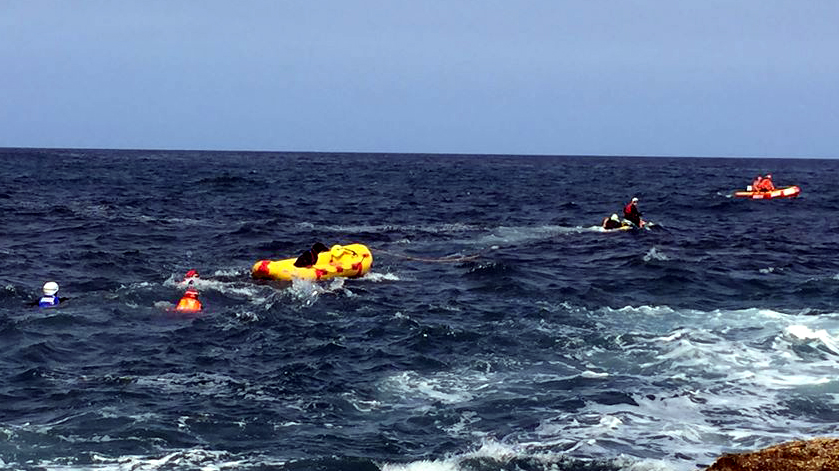 dog rescue stanwell park 2