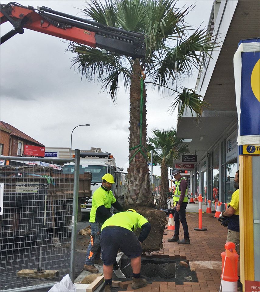 Palm TRees Corrimal Shopping Centre April 2020