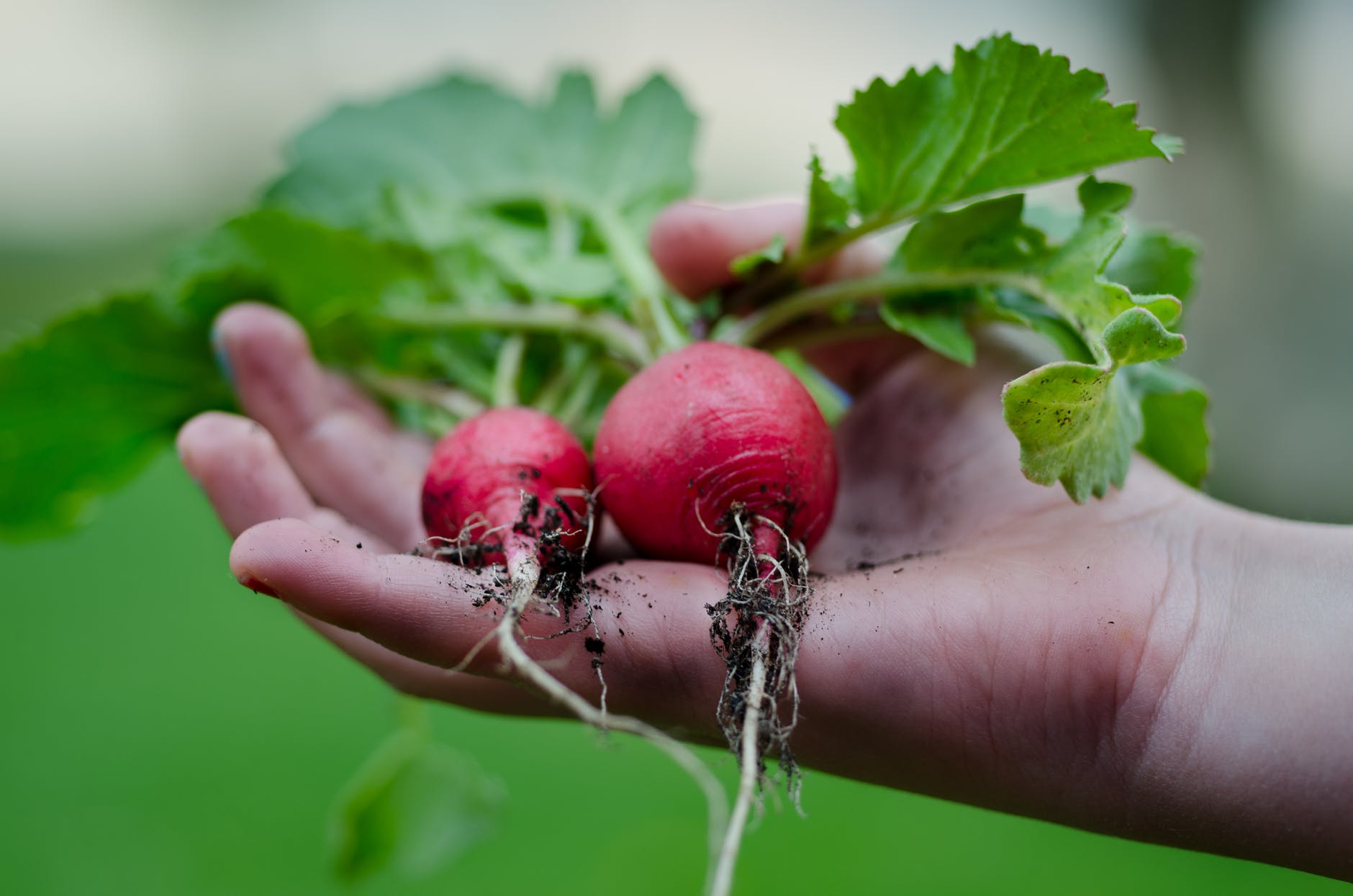 healthy vegetables hand gardening