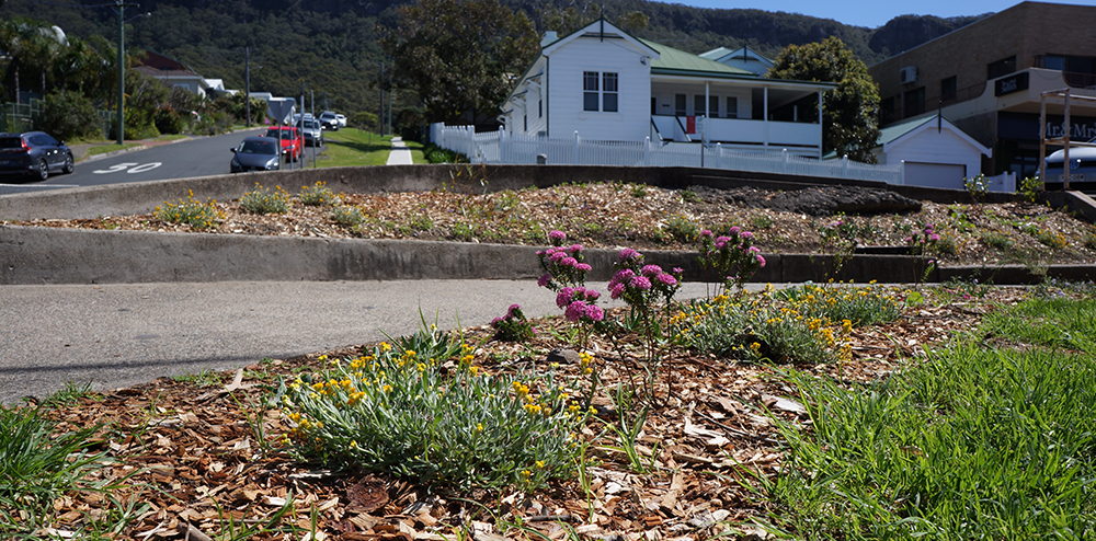 Join the Illawarra’s verge garden&nbsp;movement