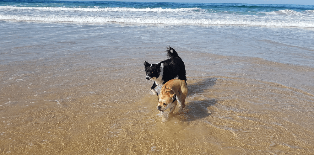 Swimming season means hours dogs are allowed on beaches have&nbsp;changed