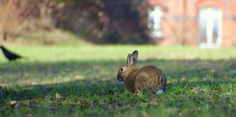 Warning to dog owners: Feral rabbit baiting program at Woonona’s Ocean&nbsp;Park