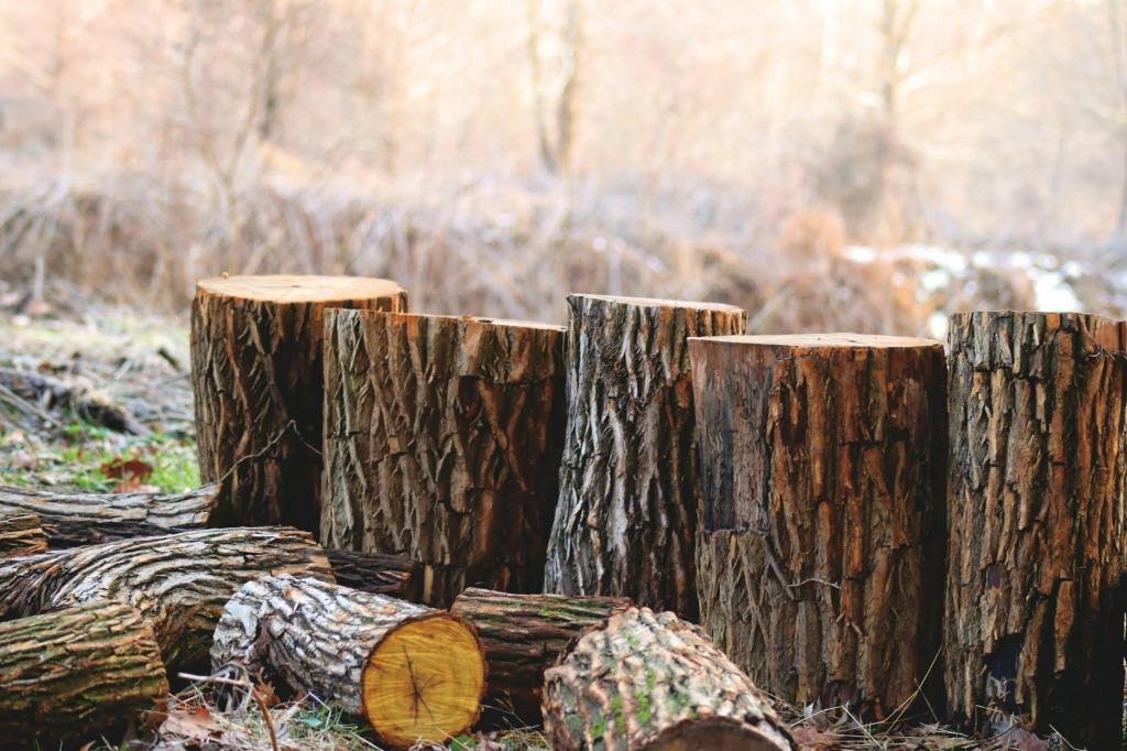 Woodfest 2024: A family-friendly celebration of?woodcraft